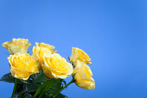 Beautiful yellow roses stock photo