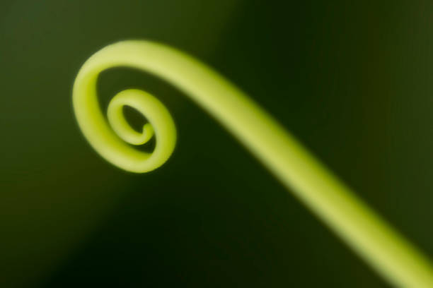 istock Abstract with part of a vegetable 1333085998