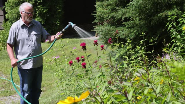 Frontal view of senior man watering his flower beds mid July on a sunny day