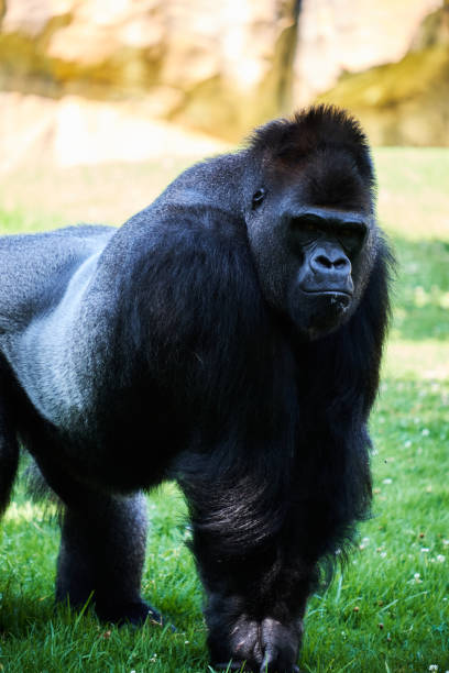 gorilla looking at the camera - gorilla zoo animal silverback gorilla imagens e fotografias de stock