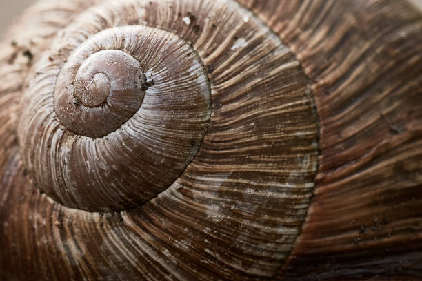 background shot of snail shell showing a fibonacci spiral