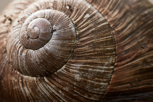 Macro shot of a brown snail shell, close-up