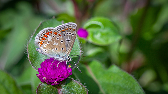 A blue argus butterfly forages a gomphrena in a park.