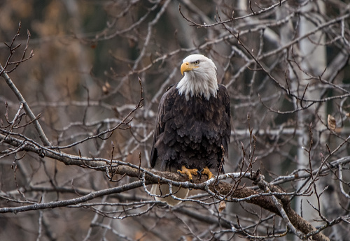 Alaska Bald Eagle perched in a thick forest near Chilkat River. This is near the Chilkat Bald Eagle Preserve near Haines, Alaska. They gather here at certain times to eat Salmon fish. Haines is assessable via plane and ferry mainly from Juneau, Alaska John Morrison Photographer