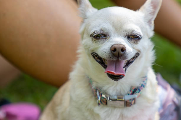 istock Happy content white Pomeranian dog smiling panting 1333095500