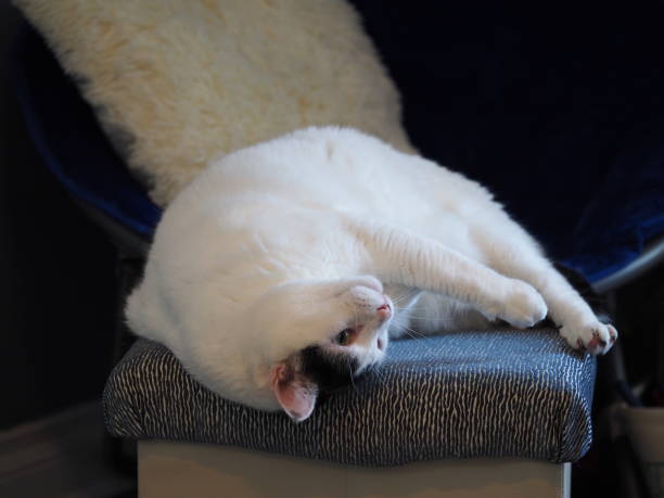 istock Playful White and Black Kitten Striking Poses 1333096407