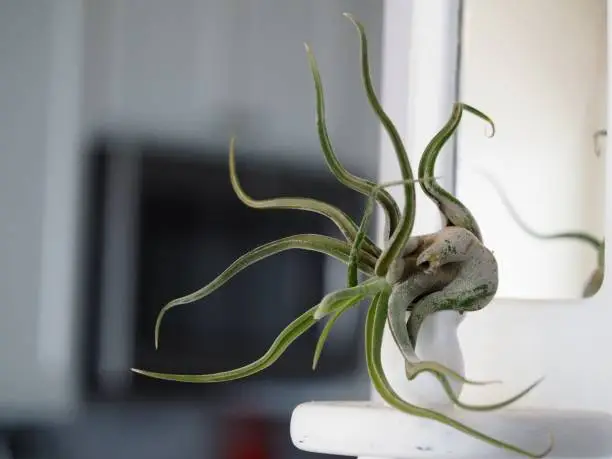 A close up photo of a single medusa air plant on a plant stand with a mirror