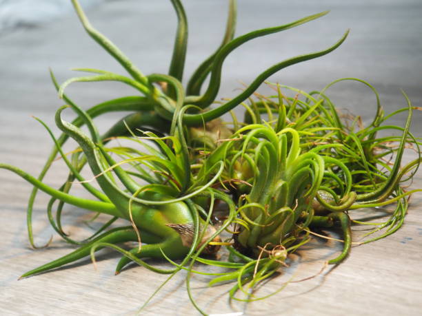 A Grouping of Assorted Air Plants A straight on photo of various healthy Air Plants air plant photos stock pictures, royalty-free photos & images