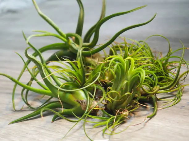 Photo of A Grouping of Assorted Air Plants