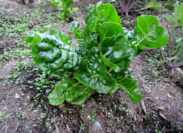 acelga suiza de tallo blanco que crece en huerto. - vegetable garden vegetable high angle view weeding fotografías e imágenes de stock