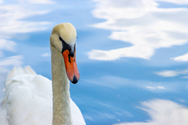 A front looking swan head, neck and body swimming toward the camera. Overhead shot looking down on calm water with small ripples reflecting the sky and clouds.