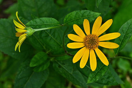 Ox-eye (Heliopsis helianthoides) composition with copy space. This wildflower of eastern and central North America is sometimes mistaken for black-eyed Susan or sunflower.