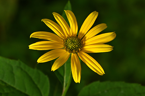 Ox-eye (Heliopsis helianthoides) in moody light. This wildflower of eastern and central North America is sometimes mistaken for black-eyed Susan or sunflower.