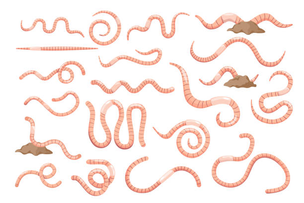 ilustrações de stock, clip art, desenhos animados e ícones de set of earth worms, soil earthworms, caterpillar insects. nature wildlife creature, garden invertebrate worms isolated - worm poop