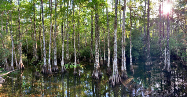 панорамный вид на кипарисовое болото - big cypress swamp national preserve стоковые фото и изображения