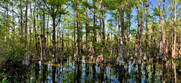 サイプレス沼のパノラマビュー - big cypress swamp ストックフォトと画像