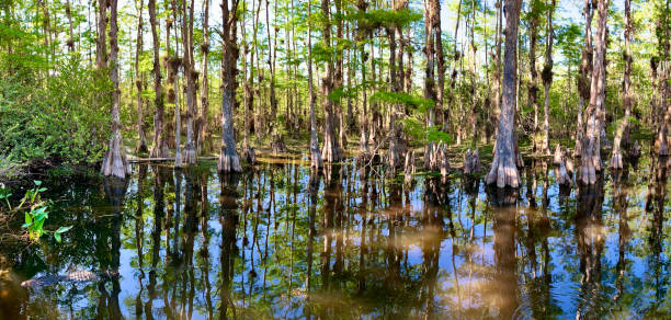 панорамный вид на кипарисовое болото - big cypress swamp national preserve стоковые фото и изображения