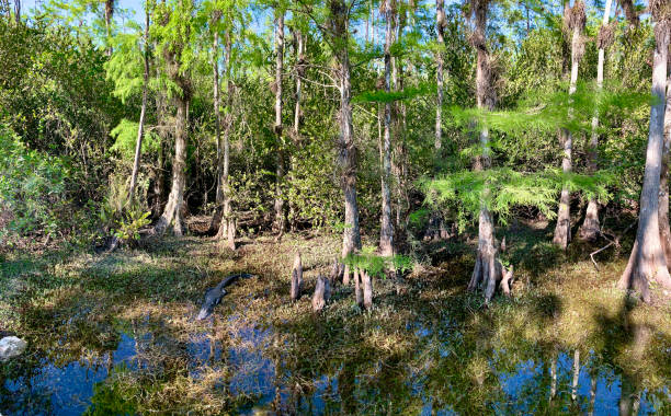 панорамный вид на кипарисовое болото - big cypress swamp national preserve стоковые фото и изображения