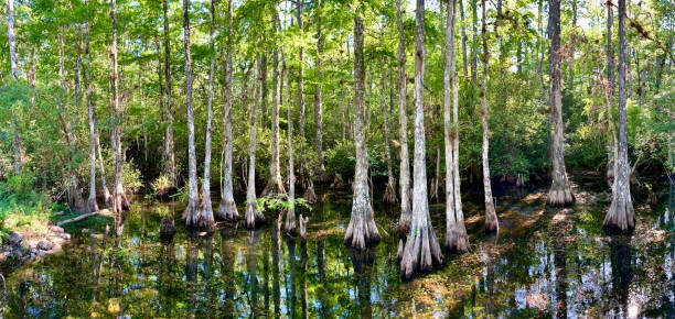 サイプレス沼のパノラマビュー - big cypress swamp ストックフォトと画像