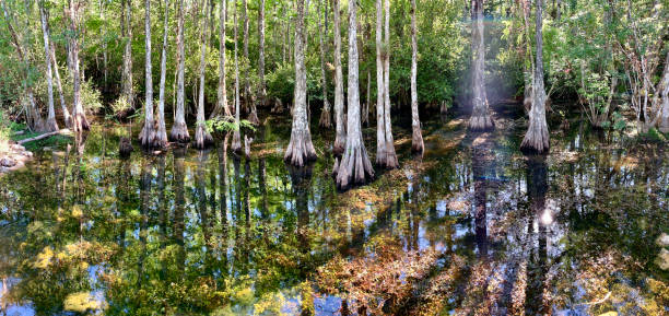 サイプレス沼のパノラマビュー - big cypress swamp ストックフォトと画像