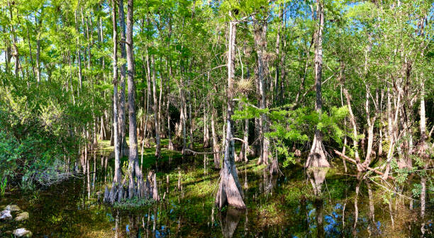 панорамный вид на кипарисовое болото - big cypress swamp national preserve стоковые фото и изображения