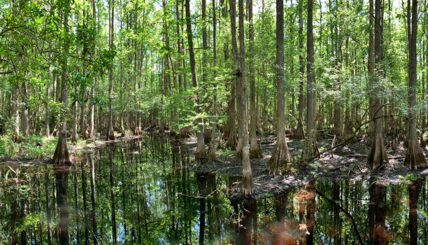 vista panorámica de cypress swamp - cypress swamp fotografías e imágenes de stock