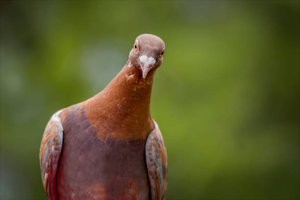 istock Domestic Pigeon 1333104724
