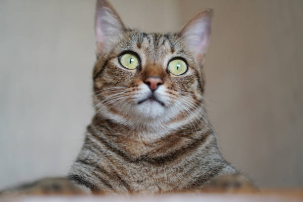 istock A cat staring at something in the house 1333105261
