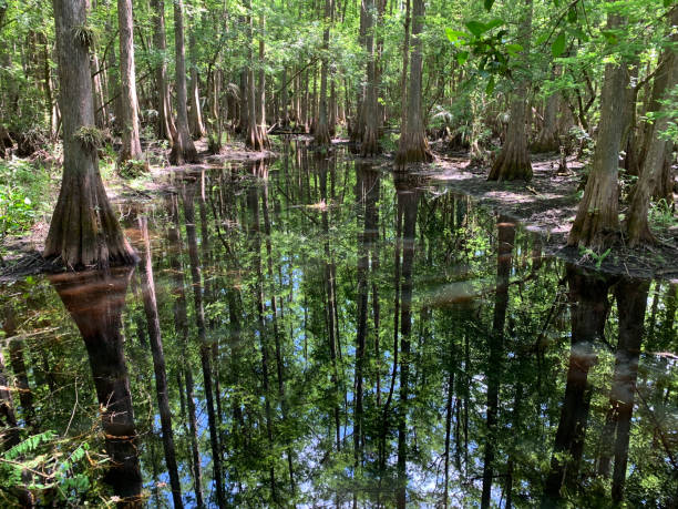istock Panoramic View of Cypress Swamp 1333105307