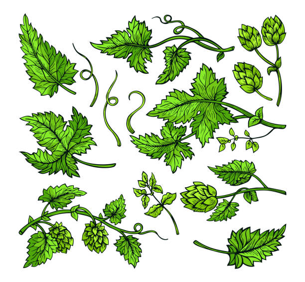 Hop plant branch leaves sketch herb green set Hop plant branch leaves and cones sketch green set. Watercolor hops angular herb design engraving hand drawn. Sketches for beer packing design logo, label, emblem, pattern isolated vector water colour beer hops stock illustrations