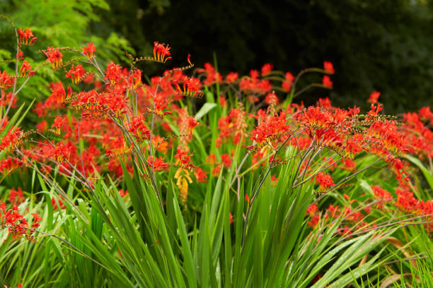 A Crocosmia called Lucifer in a garden setting. A Crocosmia called Lucifer in a garden setting.A Crocosmia called Lucifer in a garden setting. crocosmia stock pictures, royalty-free photos & images