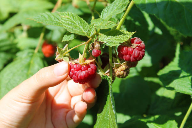 istock Child hand picking raspberries in garden 1333109350