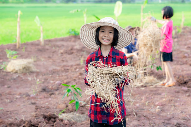 Children holding rice straw for planting the tree in organic garden of farm in rural stock photo