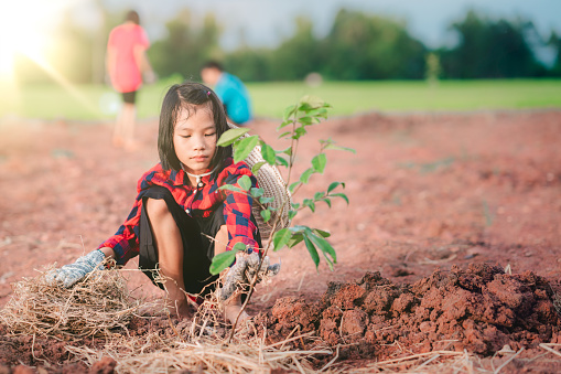 Children planting the tree in garden of rural