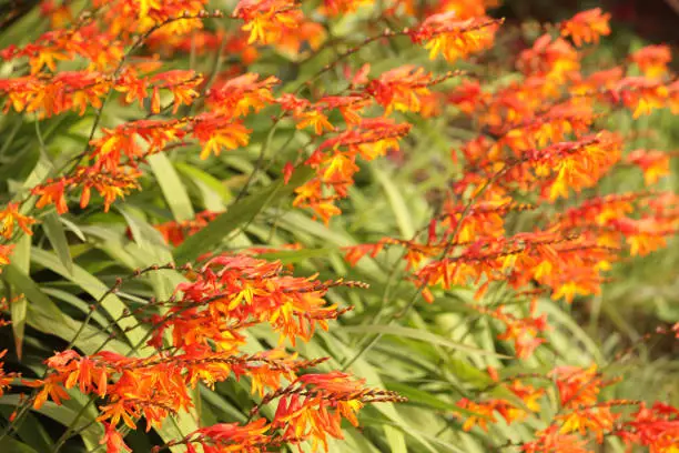 Crocosmia x crocosmiiflora Meteore - a profusion of orange flower blossoms fill the horizontal frame with their backdrop of blade-like green leaves.  Close up, full frame, two primary image colors - orange and green.