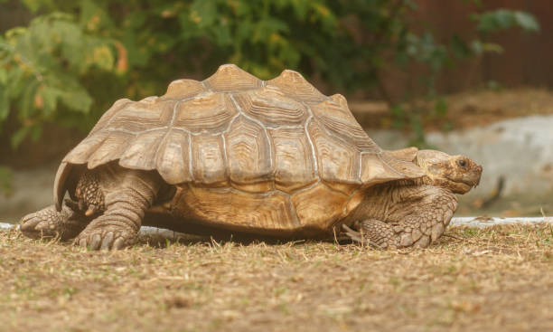istock African spurred tortoise in wild nature 1333112067