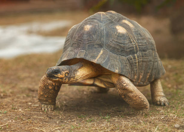 istock spider tortoise in wild nature 1333112070