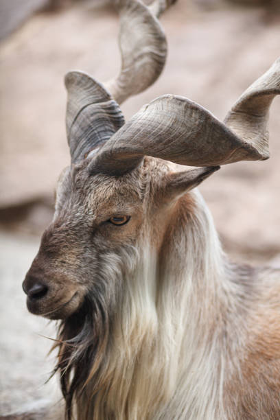 istock screw-horned goat markhor in wild nature 1333112074