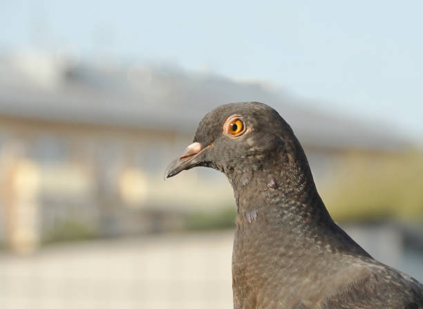 istock Urban pigeon close up on blurred background 1333112094