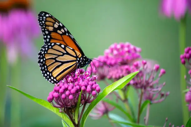 Photo of Monarch butterfly feeding on swamp milkweed plant blossoms