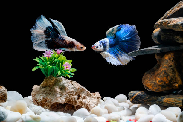 siameses luchando contra los peces, betta splendens, 2 en una pecera betta, fondo negro, halfmoon betta. - siamese fighting fish crown tail freshwater space fotografías e imágenes de stock