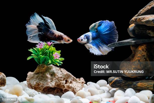Fighting Fish Siamese Fish In A Fish Tank Decorated With Pebbles