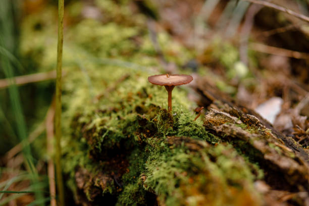 istock Inedible toadstool mushroom grows on an old log with moss in forest 1333113679