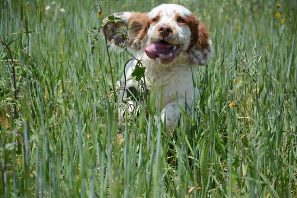 istock Clumber Spaniel puppies 7 1333113684