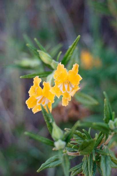 istock DIPLACUS LONGIFLORUS BLOOM - RED ROCK CP MRCA - 041921 D 1333114725