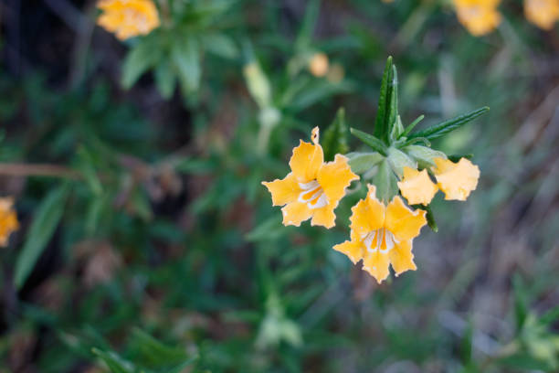 istock DIPLACUS LONGIFLORUS BLOOM - RED ROCK CP MRCA - 041921 A 1333114730