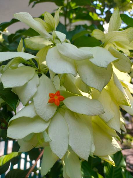 Mussaenda flower Mussaenda is a shrub from the Rubiaceae family that has beautiful flowers pink mussaenda flower stock pictures, royalty-free photos & images