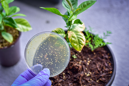 Bacterial culture plate against rotten plant