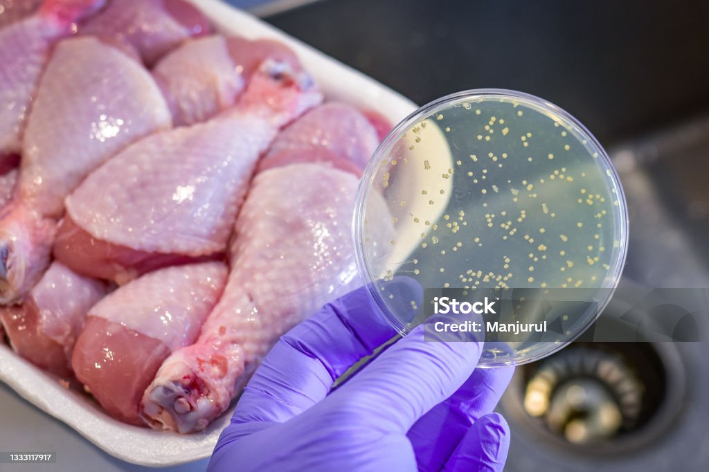 Salmonella outbreak in raw food Bacterial culture plate with chicken meat at the background Food Poisoning Stock Photo