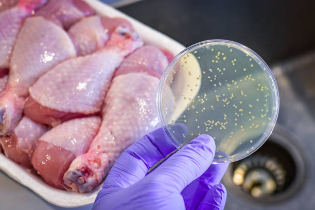 Salmonella outbreak in raw food Bacterial culture plate with chicken meat at the background food hygene stock pictures, royalty-free photos & images